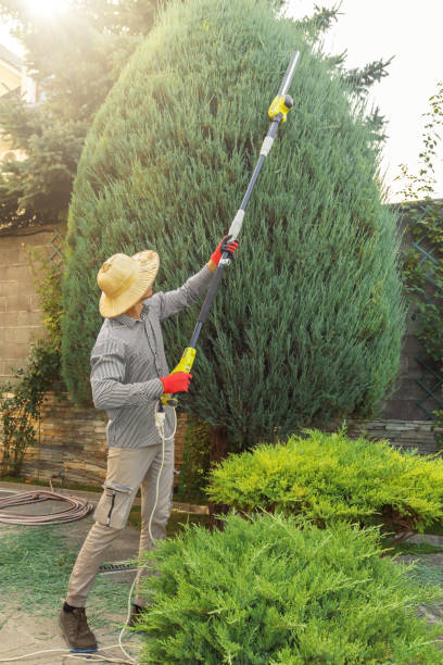 Best Tree Pruning Services  in , ID